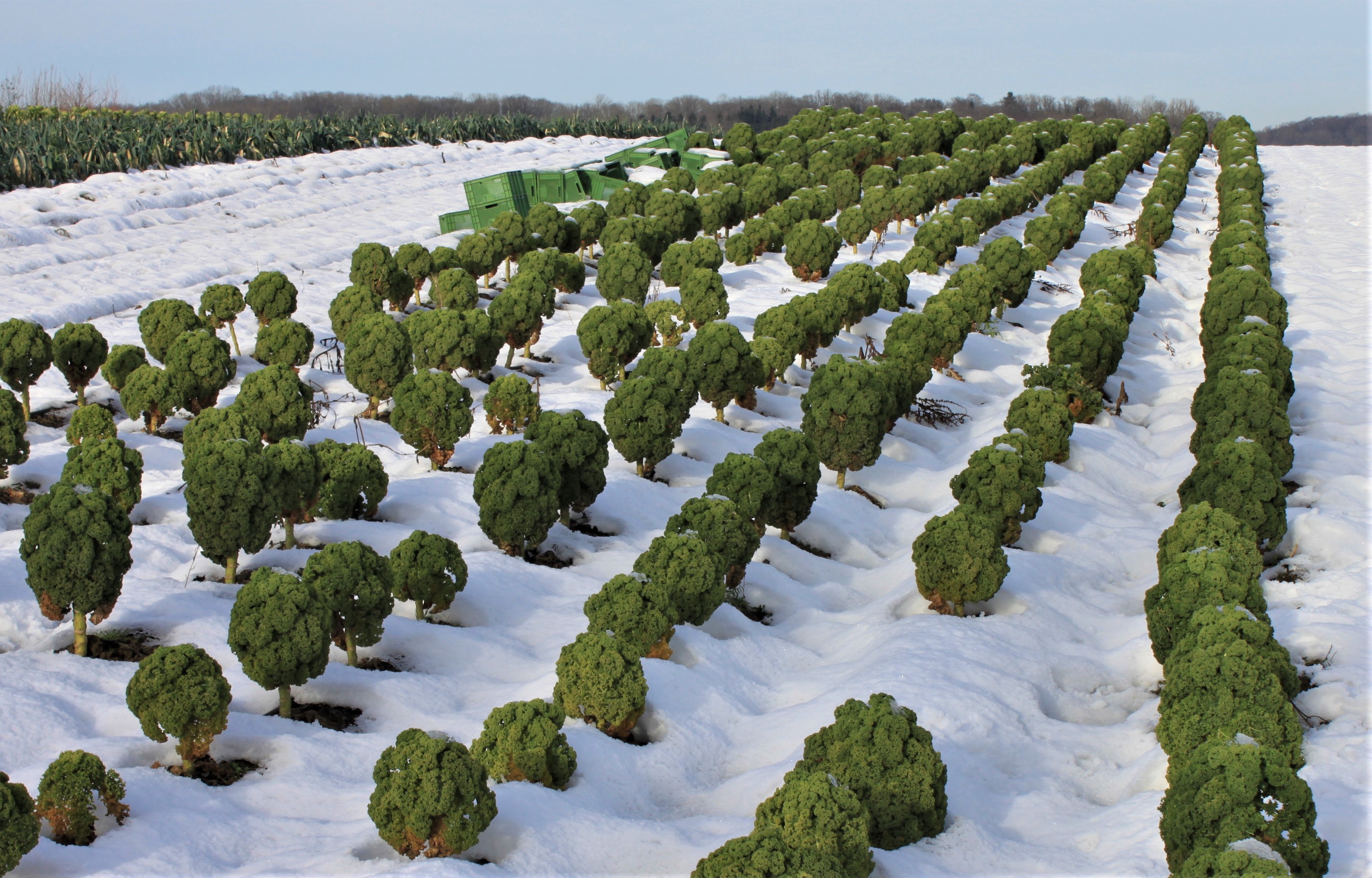 Demeter_Gruenkohl_9523 (2).jpg